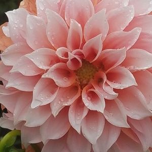 Meet your Posher, Rebekah